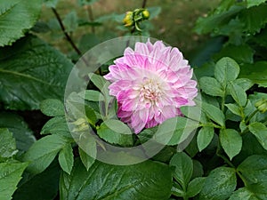 Dalia flowers and green leaves