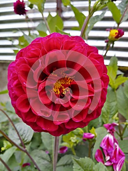 Dalia Red Flower Nature Indian Garden