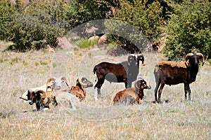 Dall and Hawaiian Rams