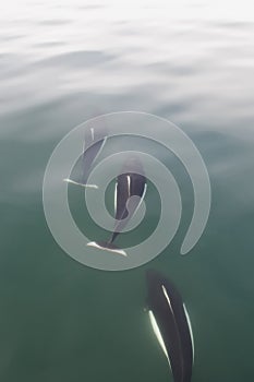 Dall Porpoises photo