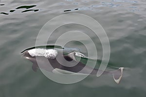 Dall's Porpoise