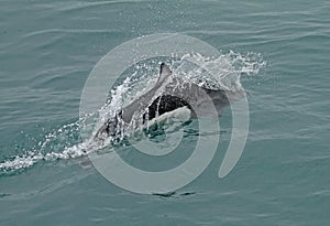 Dall`s porpoise, Phocoenoides dalli