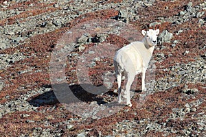 Dall\'s sheep ewe (Ovis dalli) Denali National Park, Alaska, USA