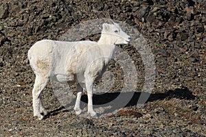 Dall\'s sheep ewe (Ovis dalli) Denali National Park, Alaska, USA