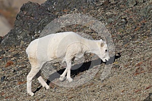 Dall's sheep ewe (Ovis dalli) Denali National Park, Alaska, USA