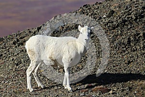 Dall\'s sheep ewe (Ovis dalli) Denali National Park, Alaska, USA