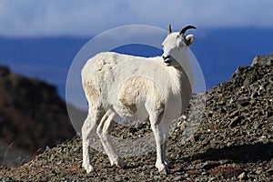 Dall\'s sheep ewe (Ovis dalli) Denali National Park, Alaska, USA