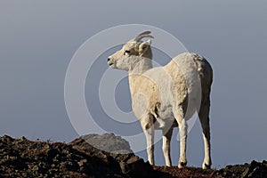 Dall's sheep ewe (Ovis dalli) Denali National Park, Alaska, USA