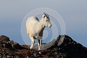 Dall\'s sheep ewe (Ovis dalli) Denali National Park, Alaska, USA