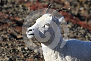 Dall\'s sheep ewe (Ovis dalli) Denali National Park, Alaska, USA