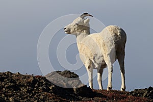 Dall\'s sheep ewe (Ovis dalli) Denali National Park, Alaska, USA