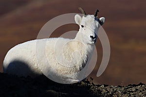 Dall\'s sheep ewe (Ovis dalli) Denali National Park, Alaska, USA