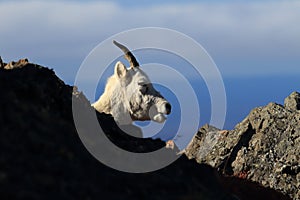 Dall\'s sheep ewe (Ovis dalli) Denali National Park, Alaska, USA