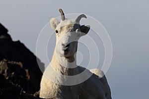 Dall\'s sheep ewe (Ovis dalli) Denali National Park, Alaska, USA