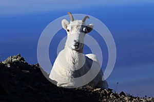 Dall\'s sheep ewe (Ovis dalli) Denali National Park, Alaska, USA