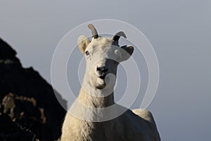 Dall\'s sheep ewe (Ovis dalli) Denali National Park, Alaska, USA