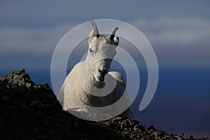 Dall\'s sheep ewe (Ovis dalli) Denali National Park, Alaska, USA