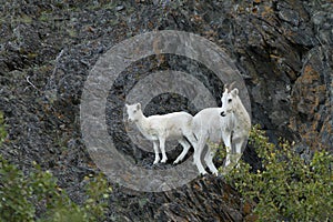 Dall`s Sheep Mother and Baby on a mountainside