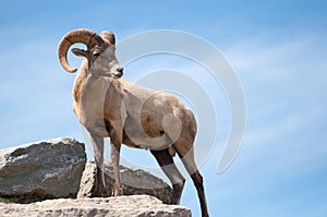 Dall sheep