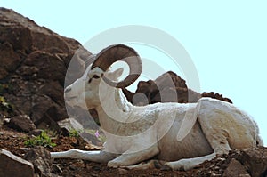 Dall Sheep photo