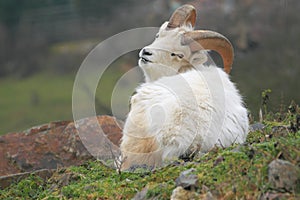 Dall sheep
