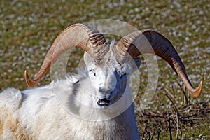 Dall sheep