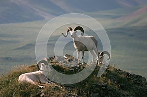 Dall Sheep in Alaska photo