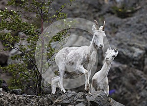 Dall sheep Alaska