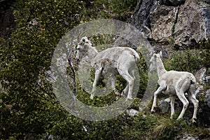 Dall sheep Alaska
