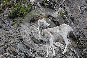 Dall sheep Alaska