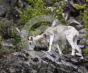 Dall sheep Alaska