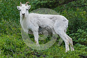 Dall Sheep photo