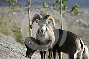 Dall Sheep Bull photo