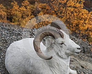 Dall Sheep in Denali photo