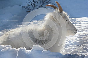 Dall Sheep Ewe Winter Napping