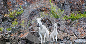 Dall Sheep photo