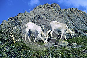 Dall Sheep Females    34343