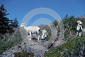 Dall Sheep Females    34345