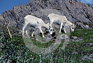 Dall Sheep Females    34346