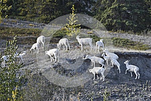 Dall sheep photo