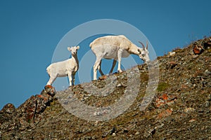 Dall sheep mother with baby in Kluane NP, Yukon, Canada