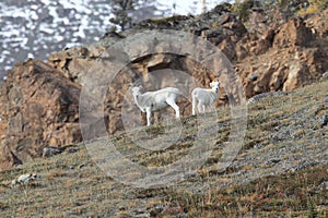 Dall Sheep (Orvis dalli)Sheep Mounten Alaska,USA