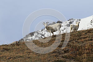 Dall Sheep (Orvis dalli)Sheep Mounten Alaska,USA