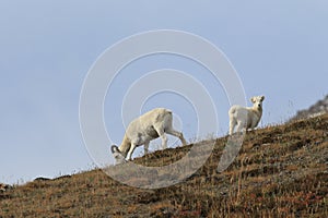 Dall Sheep (Orvis dalli)Sheep Mounten Alaska,USA