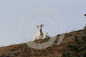 Dall Sheep (Orvis dalli)Sheep Mounten Alaska,USA