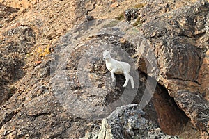 Dall Sheep (Orvis dalli)Sheep Mounten Alaska,USA