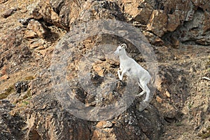 Dall Sheep (Orvis dalli)Sheep Mounten Alaska,USA