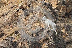 Dall Sheep (Orvis dalli)Sheep Mounten Alaska,USA