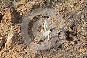 Dall Sheep (Orvis dalli)Sheep Mounten Alaska,USA