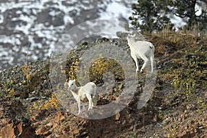 Dall Sheep (Orvis dalli)Sheep Mounten Alaska,USA